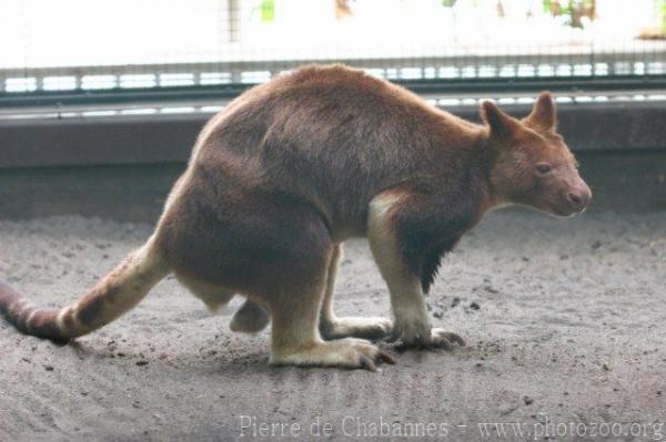 Goodfellow's tree-kangaroo *