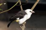 White-headed buffalo-weaver