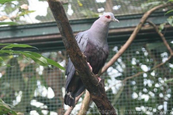 Pinon's imperial-pigeon