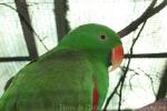 Eclectus parrot *