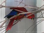 Eclectus parrot *