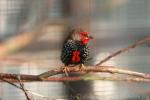 Painted finch