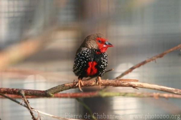 Painted finch