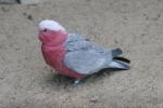 Galah