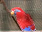 Blue-eared lory