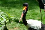 Saddlebill stork