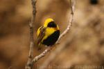 Yellow-crowned bishop