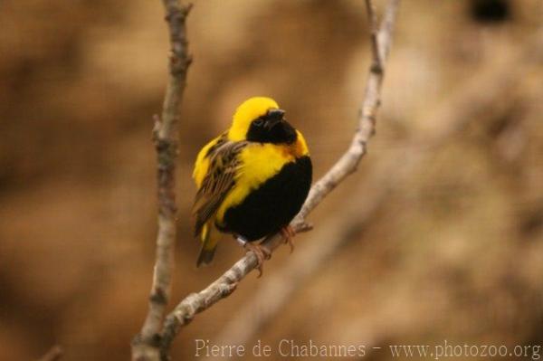 Yellow-crowned bishop