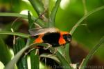 Southern red bishop