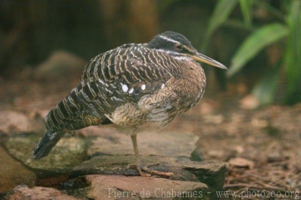 Amazonian sunbittern