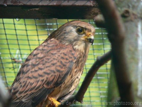 Lesser kestrel