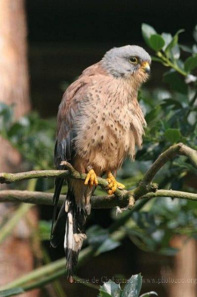 Lesser kestrel