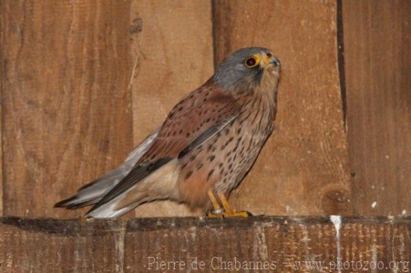 Common kestrel