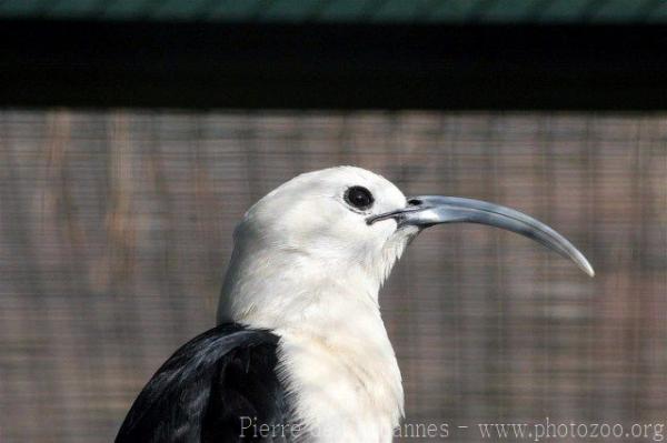 Sickle-billed vanga