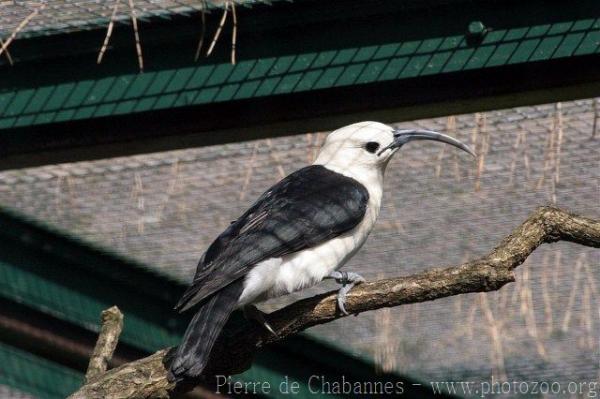 Sickle-billed vanga