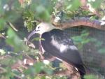 Sickle-billed vanga