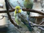 Yellow-faced parrotlet *