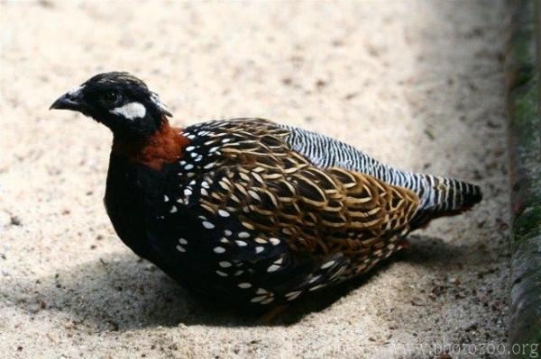 Black francolin