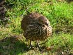 Yellow-necked francolin