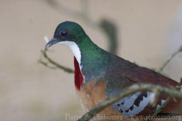 Mindanao bleeding-heart