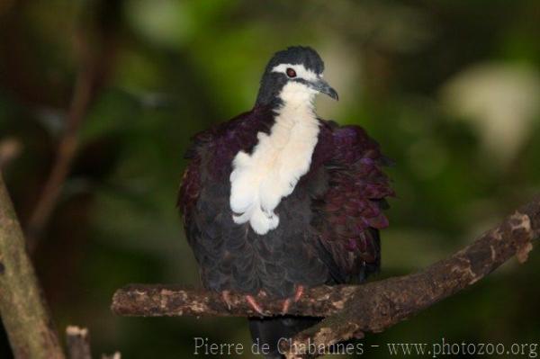 White-breasted ground-dove