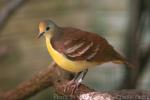 Cinnamon ground-dove