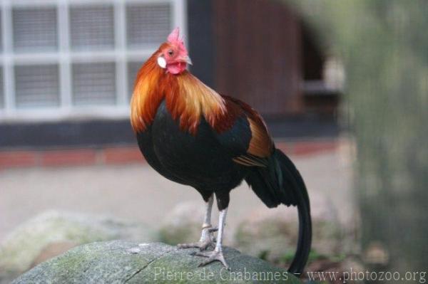 Red junglefowl