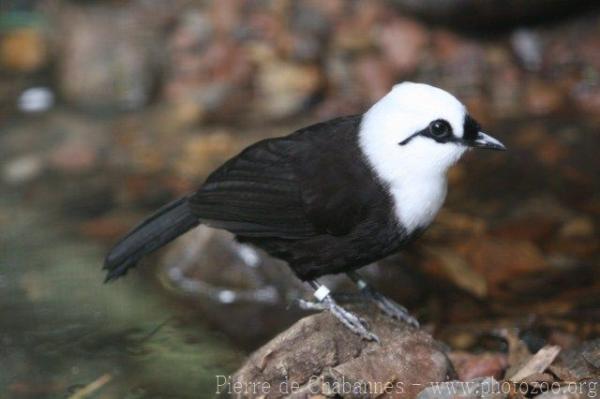 Sumatran laughing-thrush