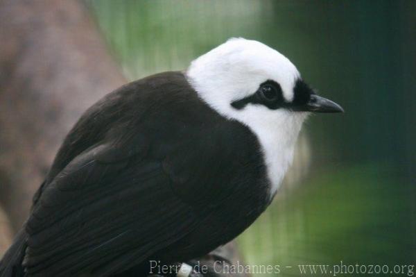 Sumatran laughing-thrush