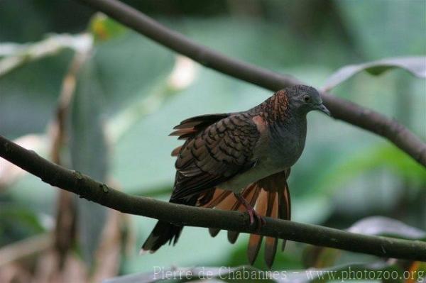 Bar-shouldered dove