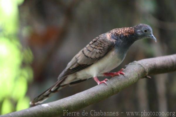 Bar-shouldered dove