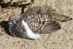 Squatter pigeon