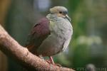 Crested quail-dove