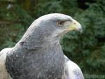 Black-chested buzzard-eagle