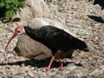 Southern bald ibis