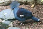 Western crowned-pigeon