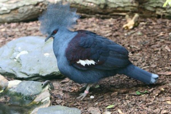 Western crowned-pigeon