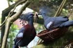 Victoria crowned-pigeon