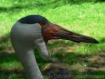 Wattled crane