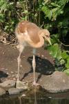 Red-crowned crane