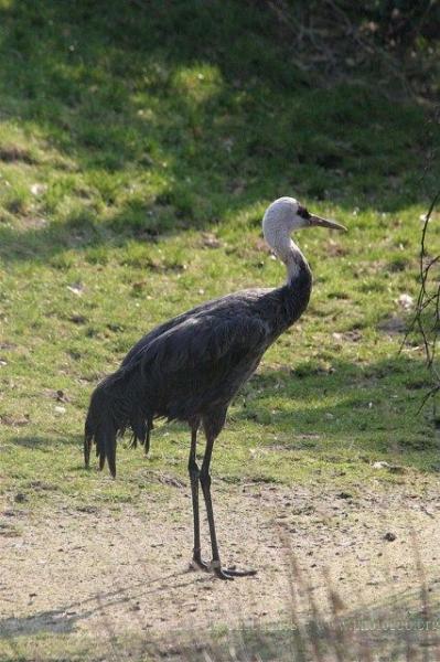 Hooded crane