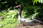 Black-necked crane