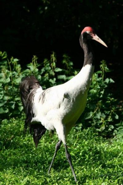 Black-necked crane