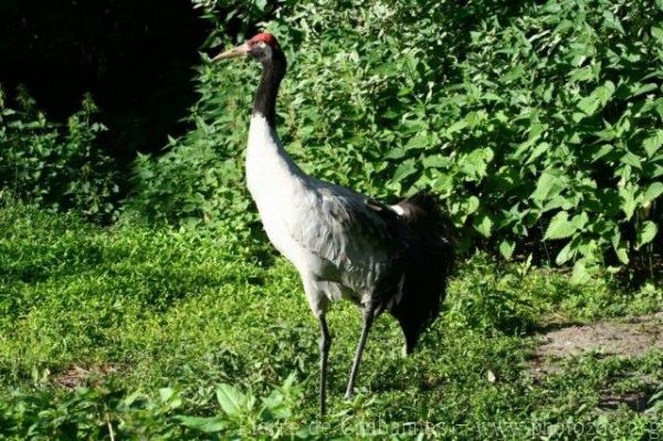 Black-necked crane