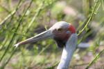 Brolga