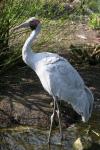 Brolga