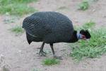 Crested guineafowl