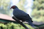 Papuan mountain-pigeon