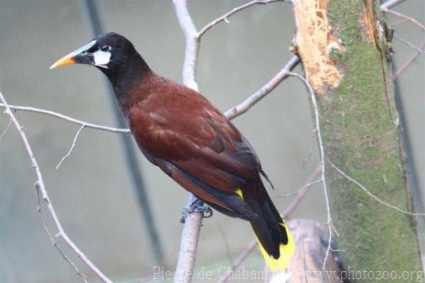 Montezuma oropendola
