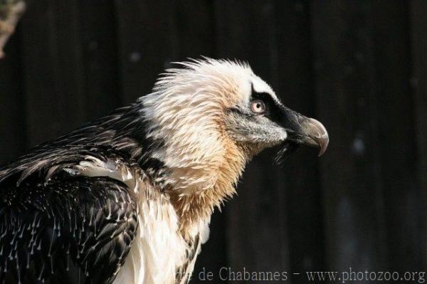 Bearded vulture